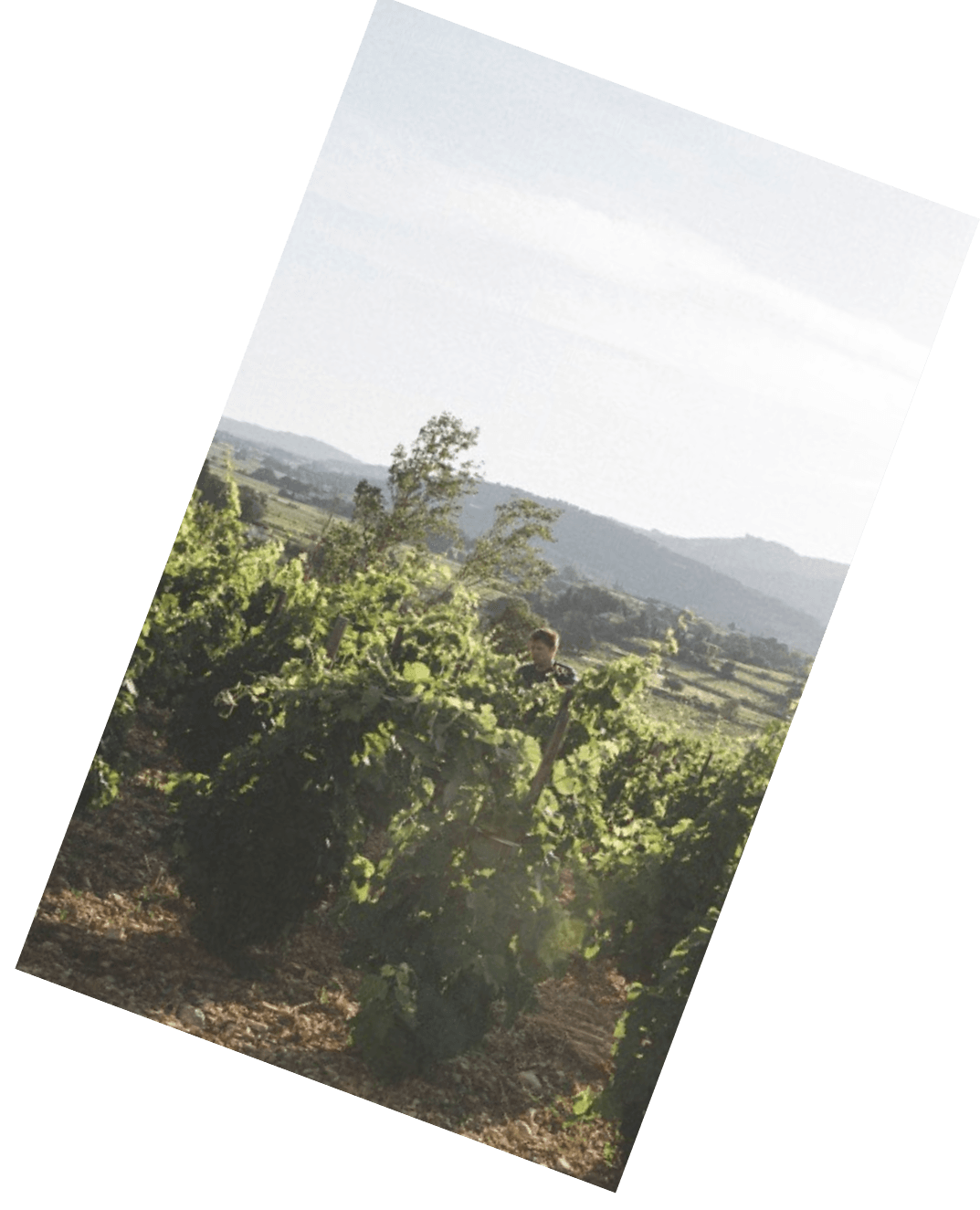 Vinification